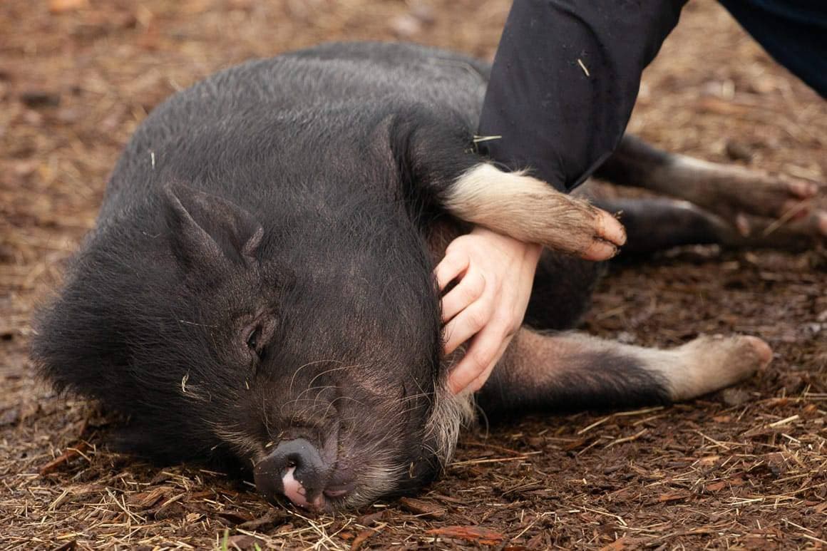 Bacon Maker