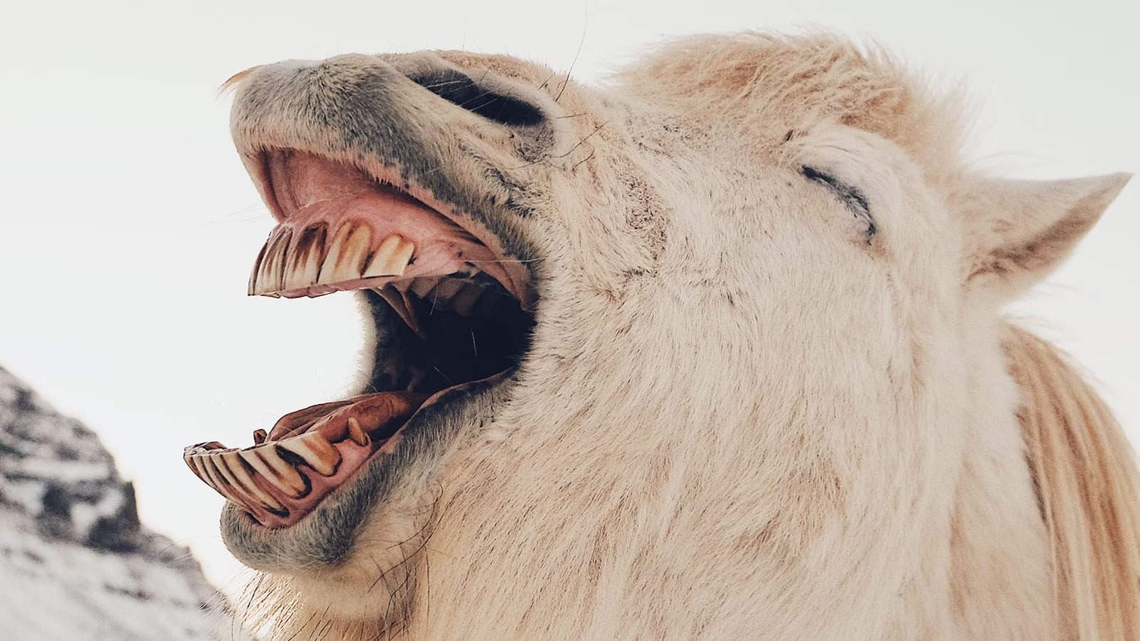 Laughing Horse