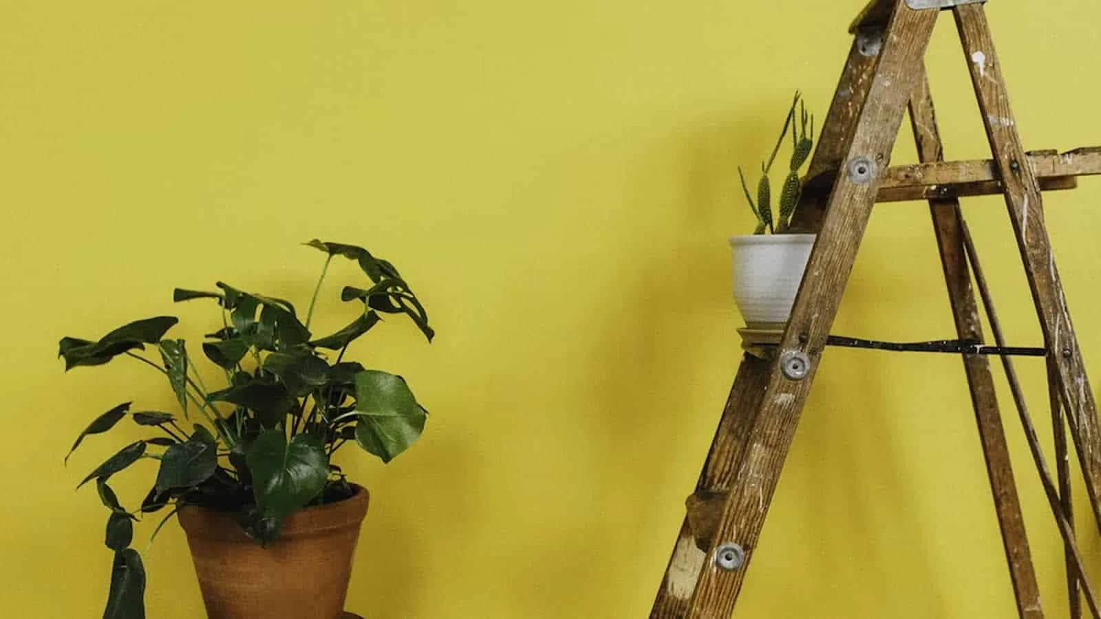Step Ladder