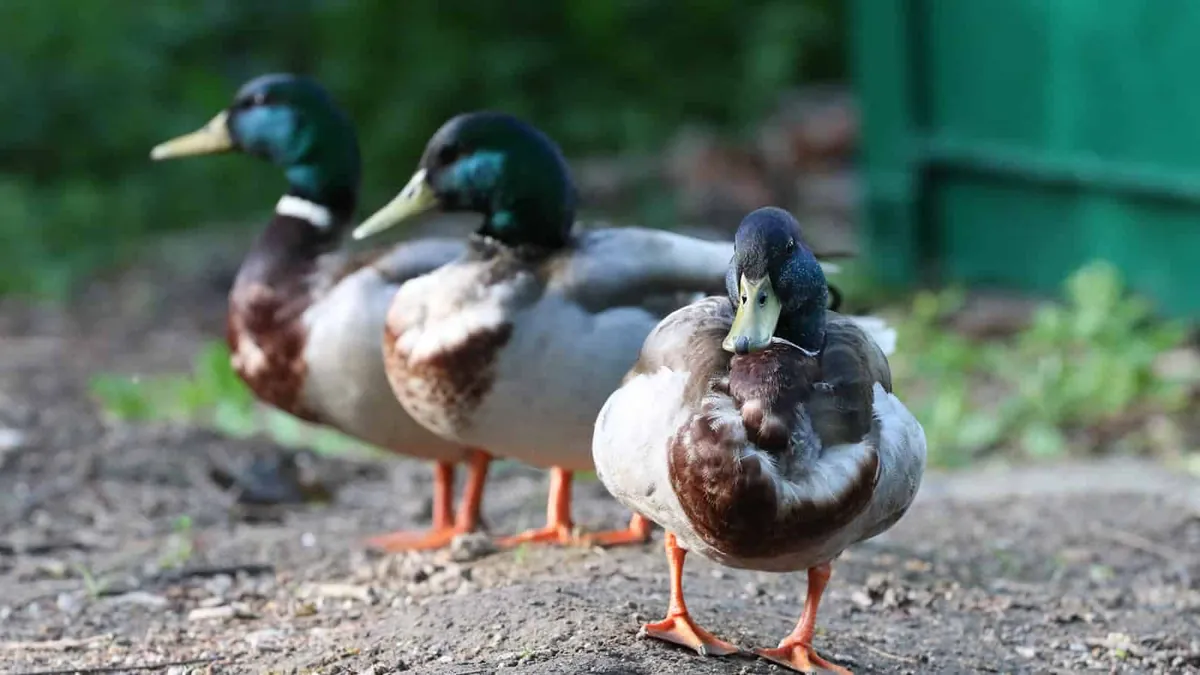 three ducks