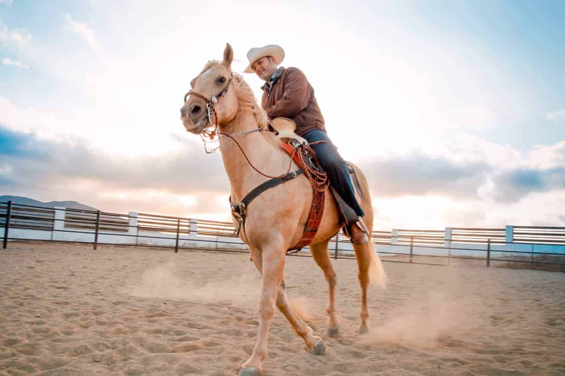 Texas Rodeo Horse
