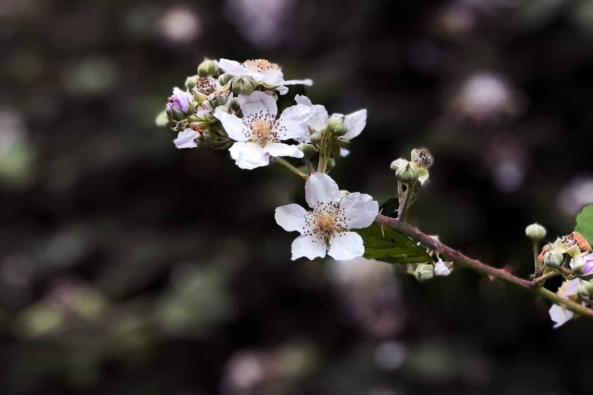 Sherman Country Flower
