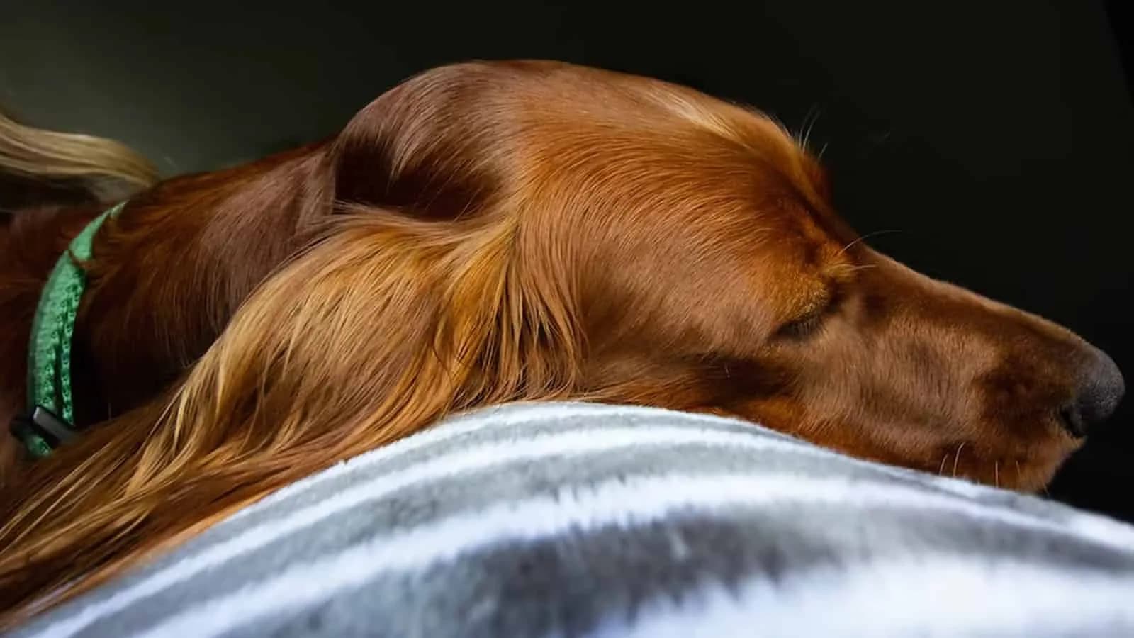 Lazy Dog