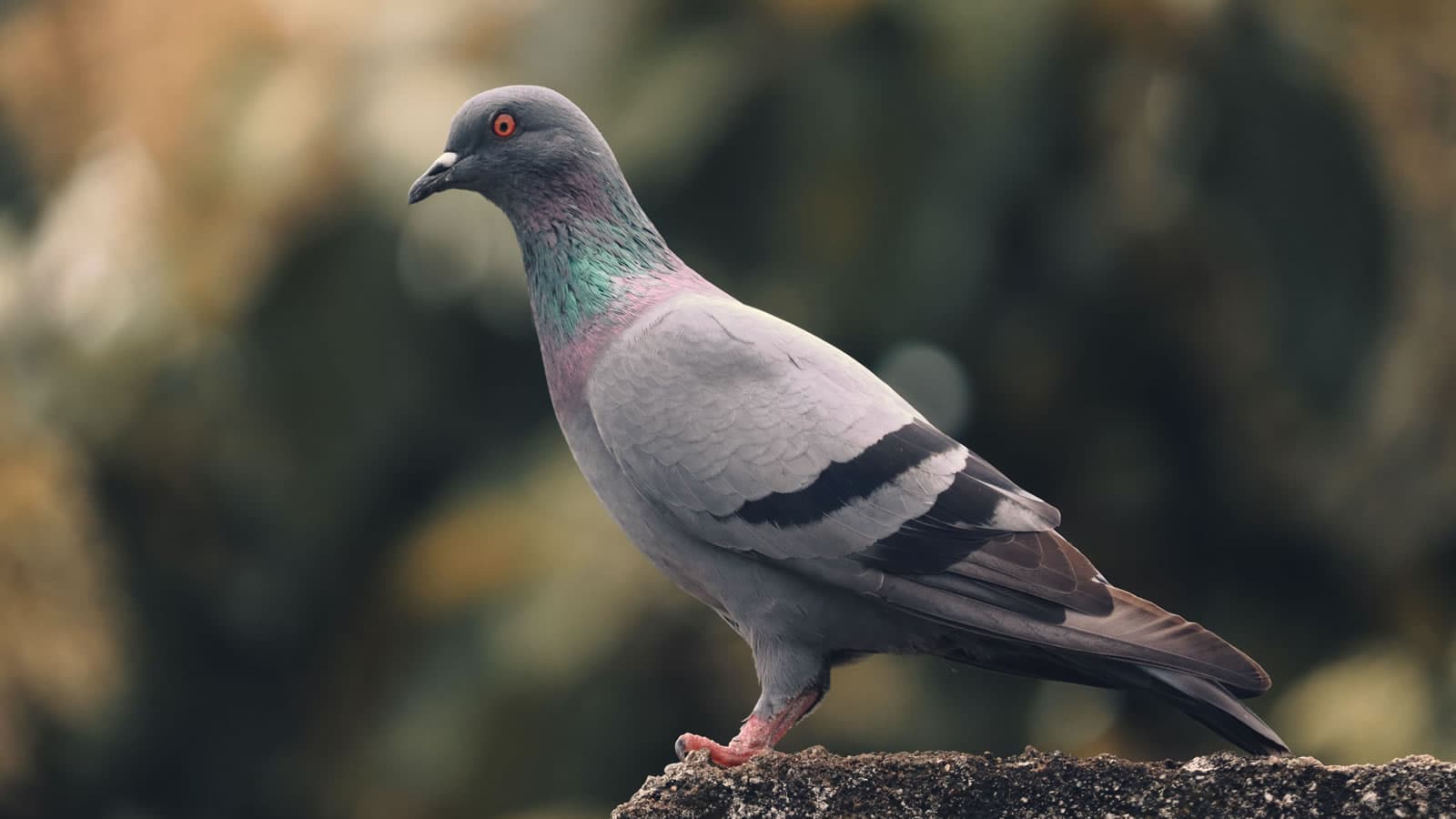 Just Sold My Homing Pigeon On Ebay For The 22nd Time