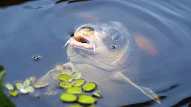 Keeping Fish and Women Happy