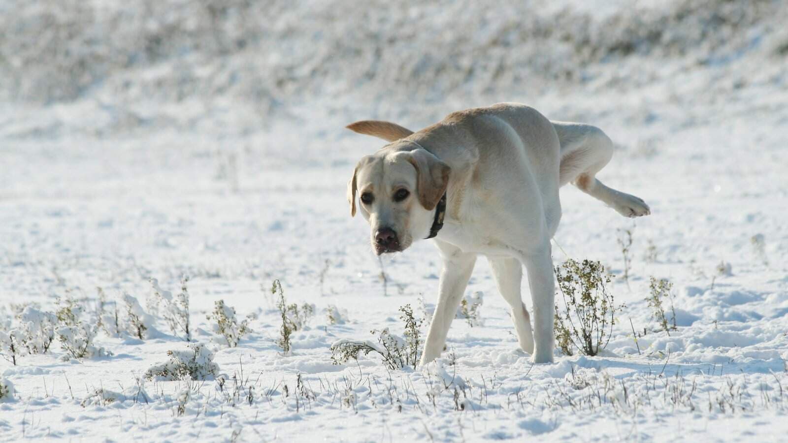 Never Make Snow Angels In A Dog Park