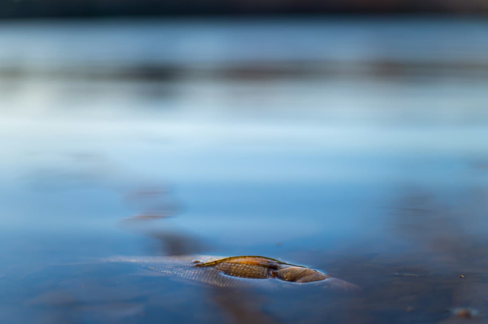 Only Dead Fish Go With the Flow.
