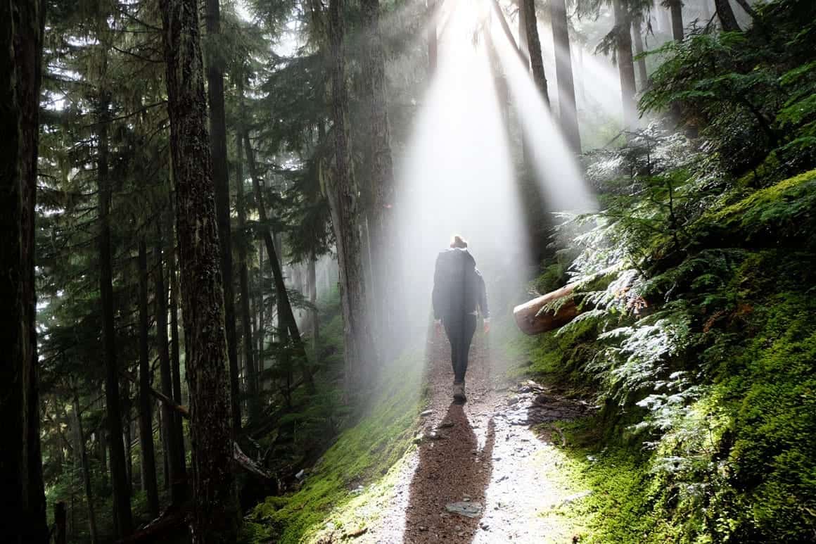 Take A Walk In The Woods