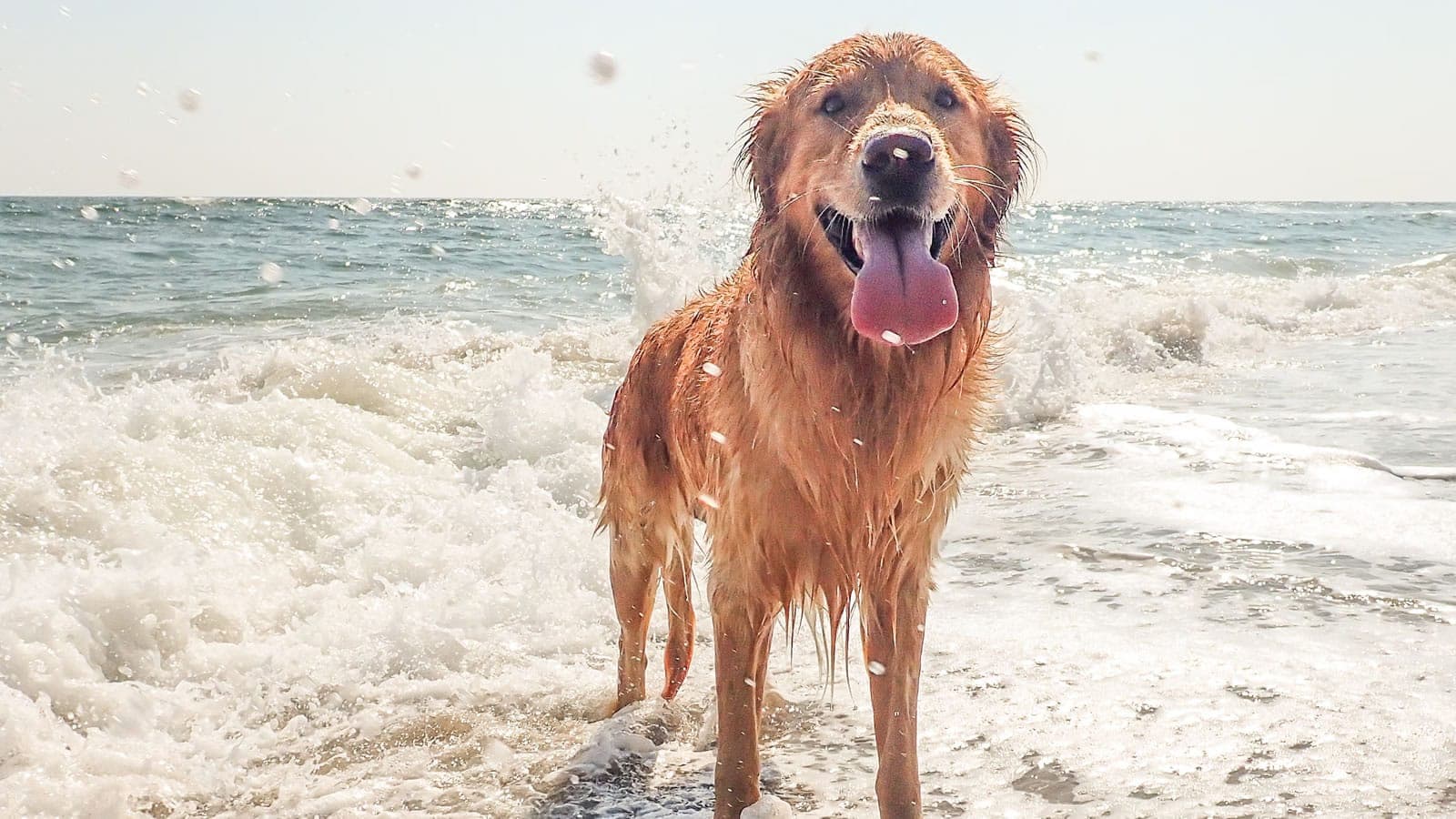 Taking A Dog Named Shark To The Beach Is A Bad Idea