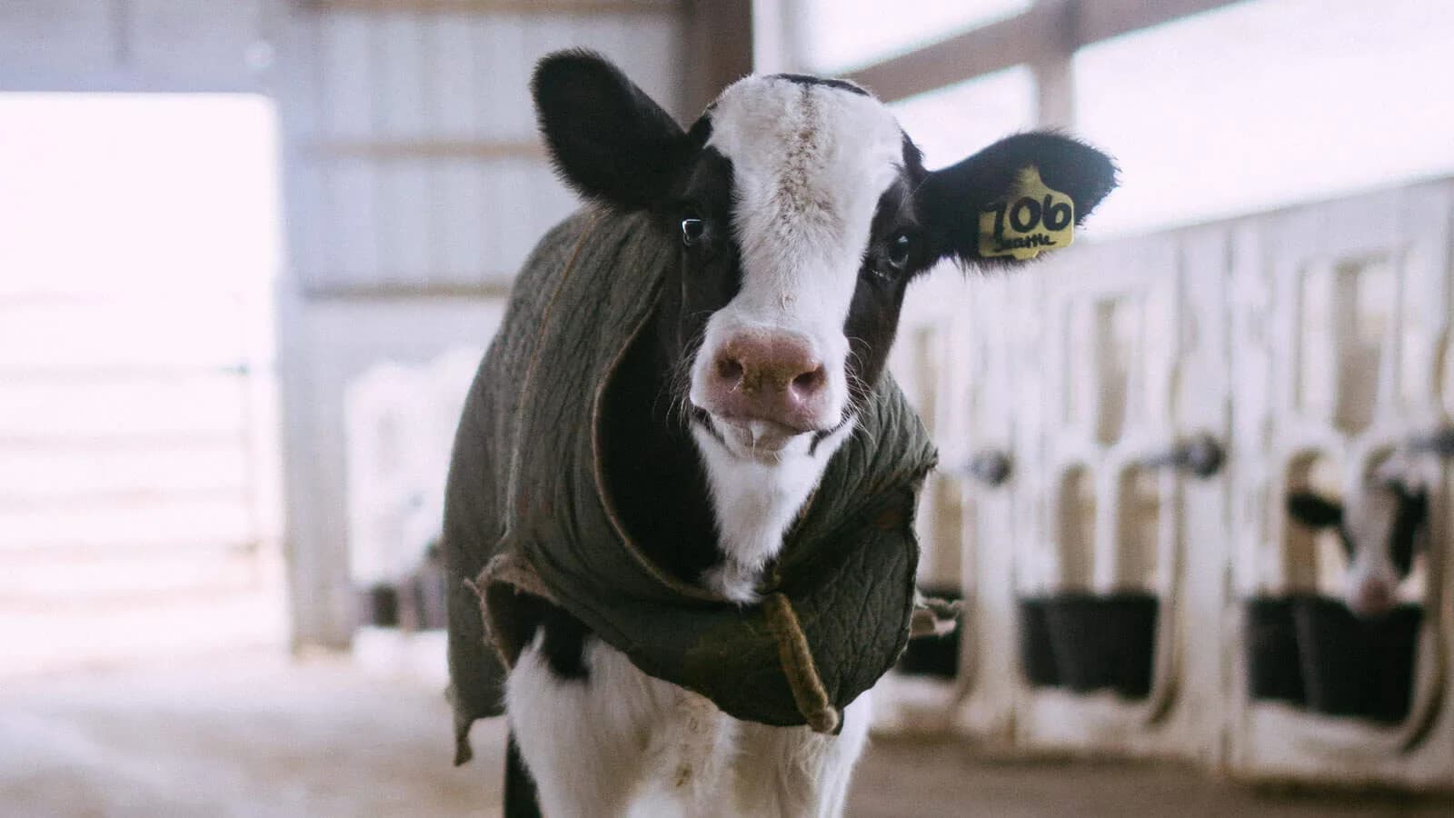 Post-frame livestock and dairy barn by Sherman Buildings