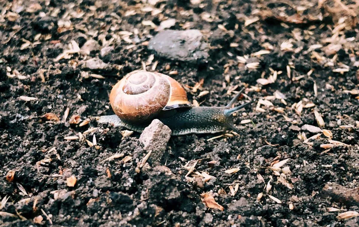 snail on the ground