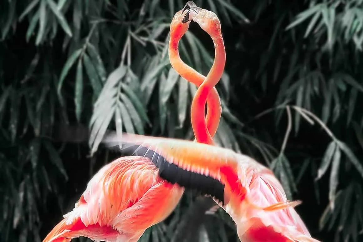 Flamingo 