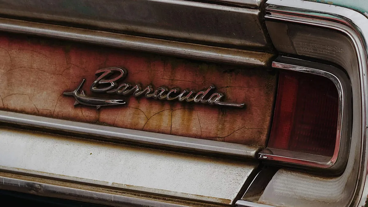 barracuda