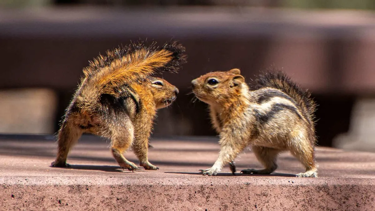 chipmunks