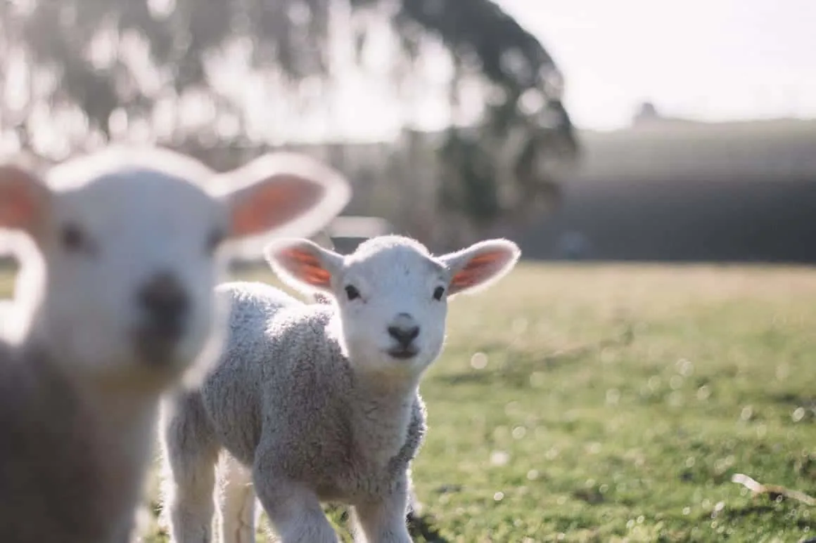 Mary had a little lamb