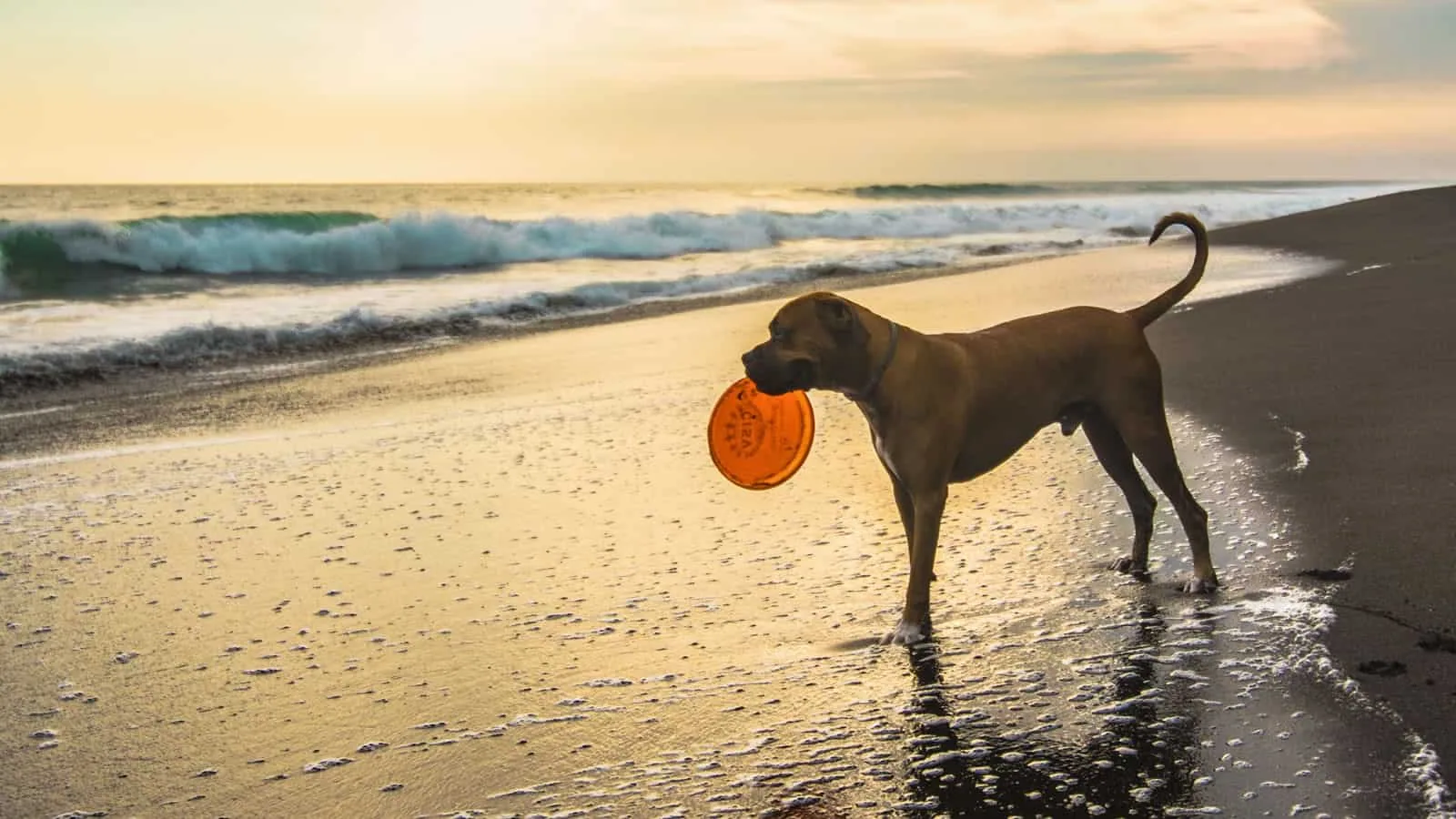 Dog with frisbee