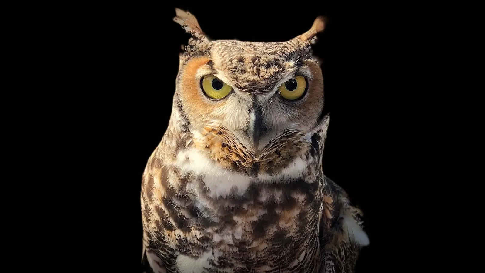 Be Wise Call Sherman