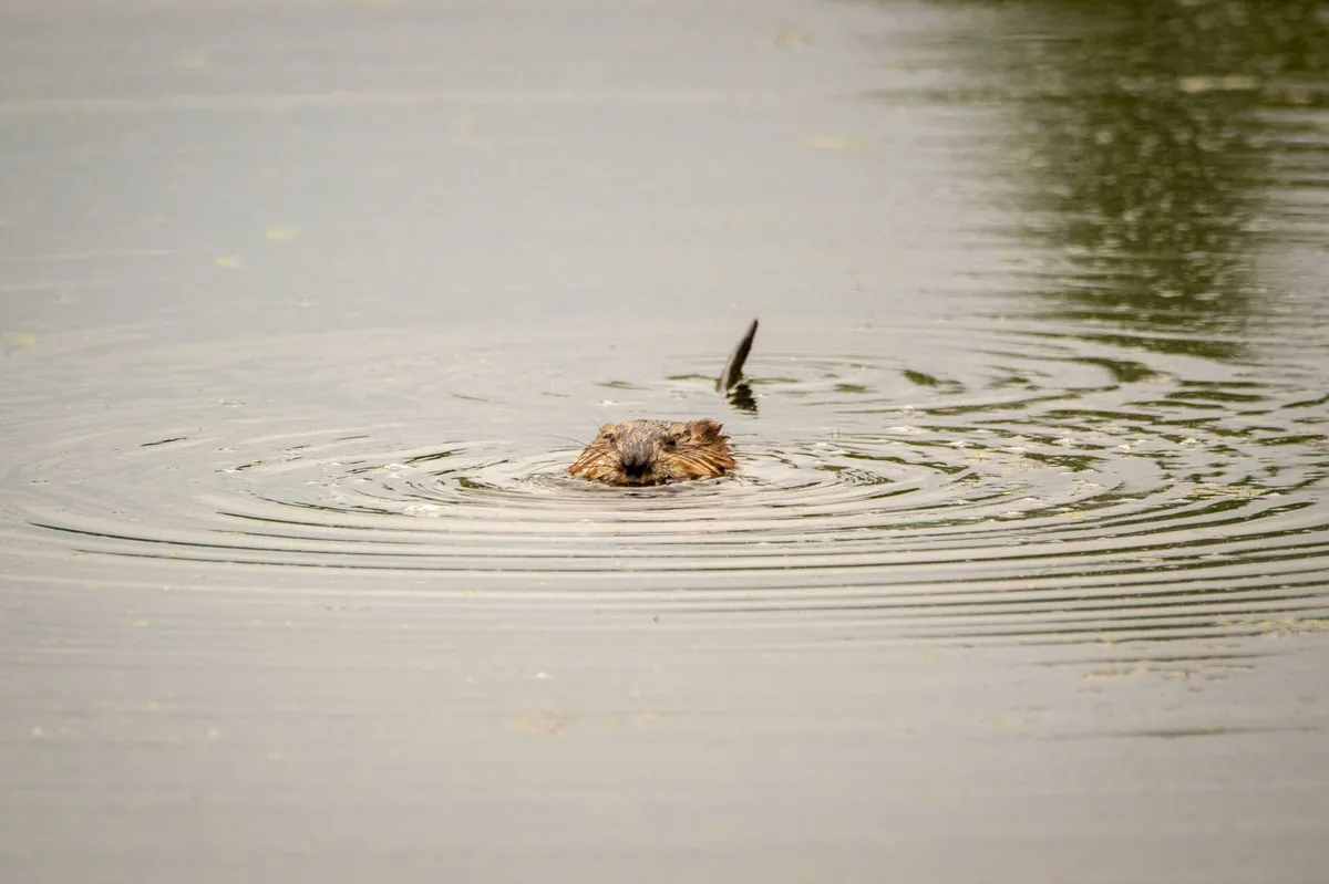 muskrat swimming 