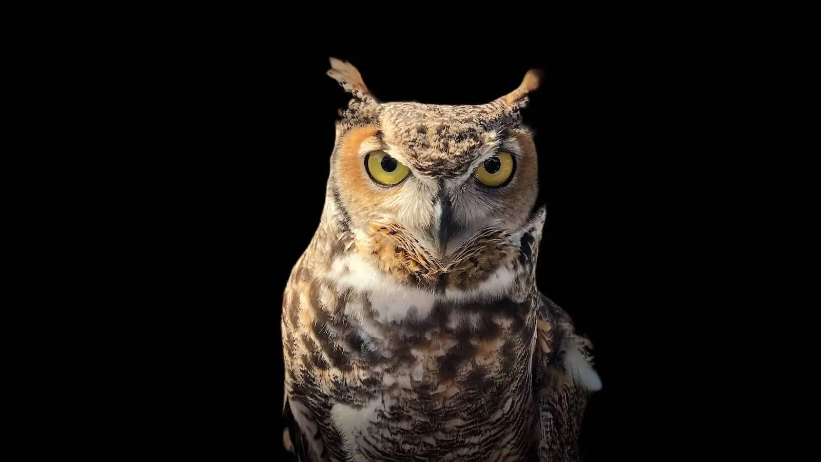 Wise Owl