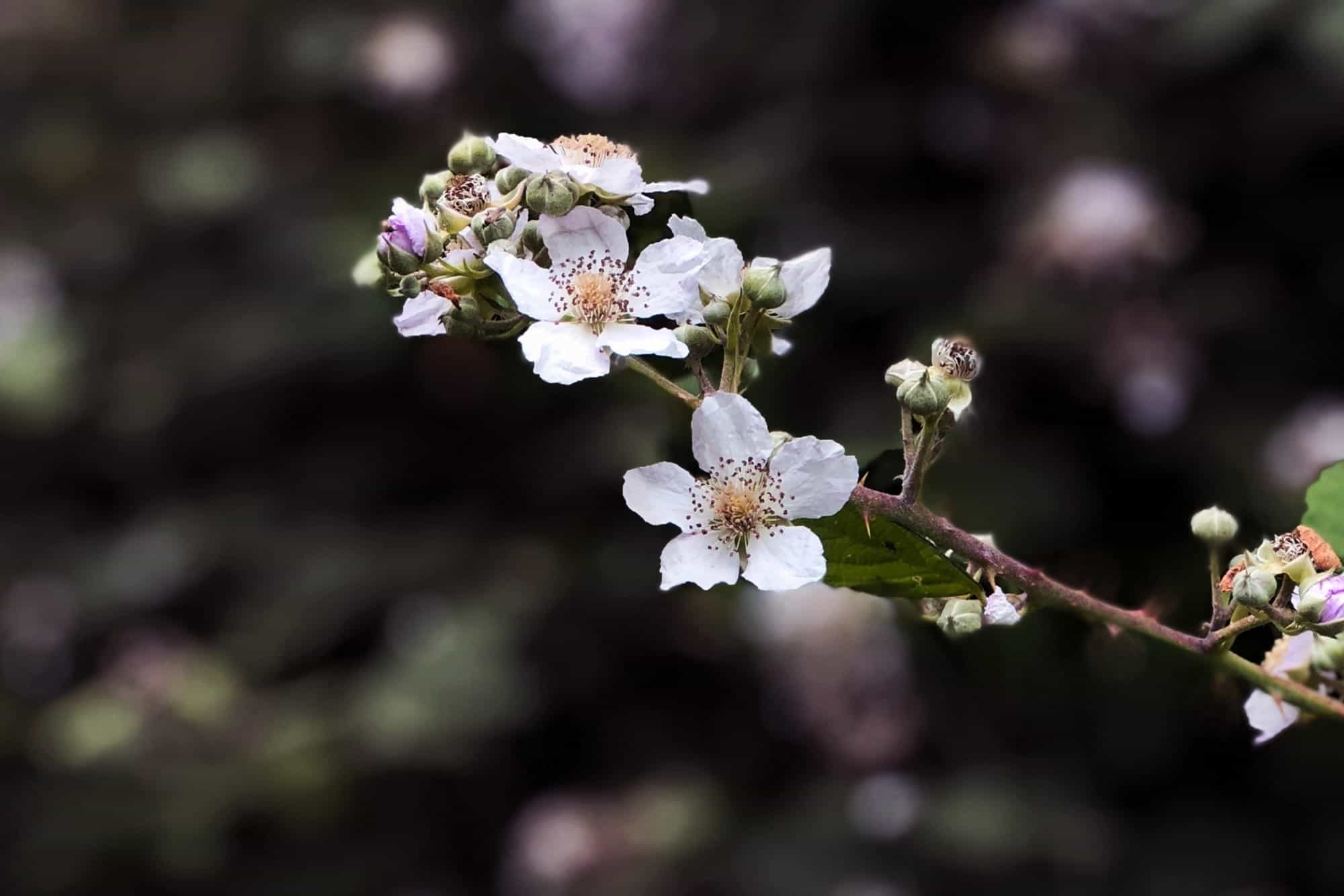 Sherman Country Flower