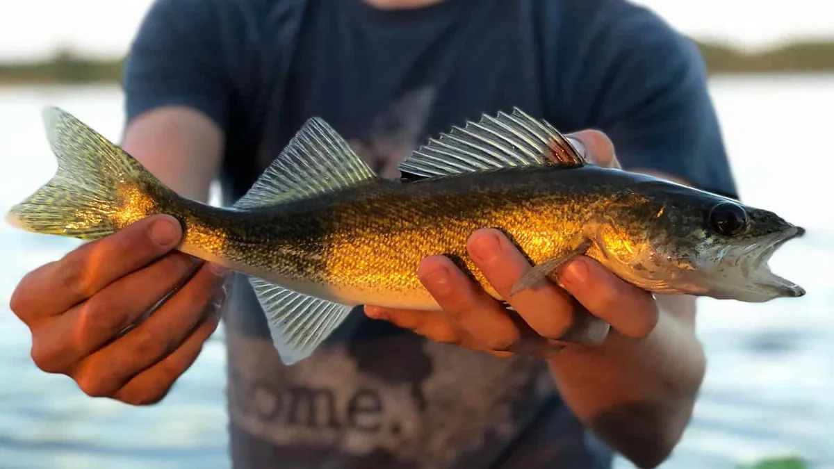 walleye
