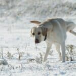 Never Make Snow Angels In A Dog Park